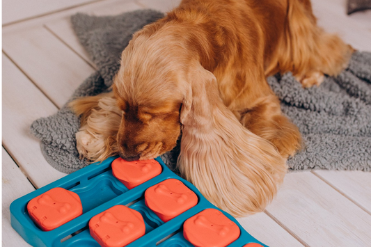 Why Dogs Need Toys: A Psychological Breakdown Every Pet Owner Should Read