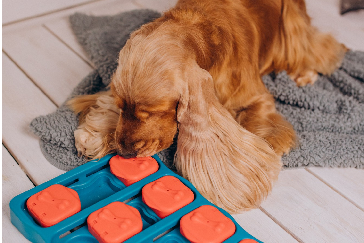 Why Dogs Need Toys: A Psychological Breakdown Every Pet Owner Should Read